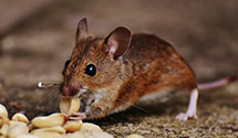 24 Hour & Emergency Exterminators in Wahpeton, ND